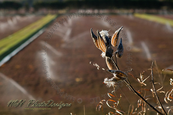 October Projects 2010-042