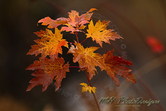 October Projects 2010-067
