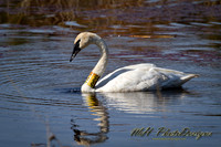 October Projects 2010-011