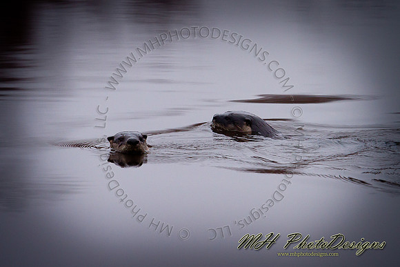 October Projects 2010-069