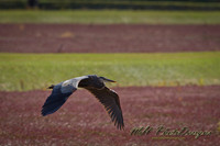 October Projects 2010-014