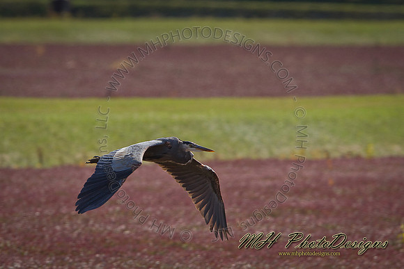 October Projects 2010-014