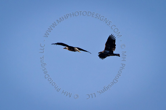 Eagles & Signs of Spring 2011-001