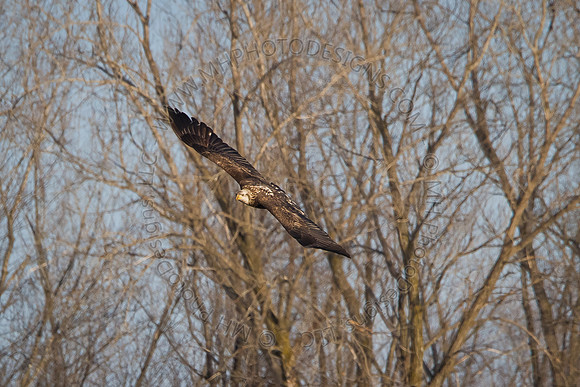 Eagles & Signs of Spring 2011-006