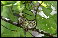 July Projects 2010-010