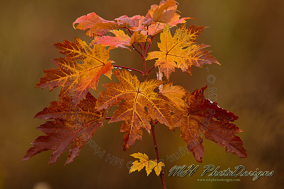 October Projects 2010-068