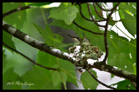 July Projects 2010-004