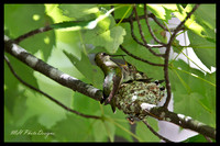 July Projects 2010-007