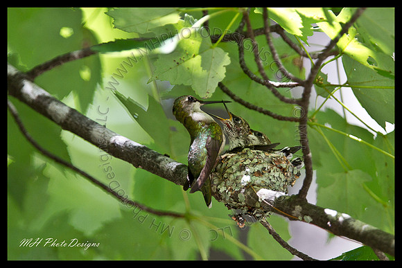 July Projects 2010-007