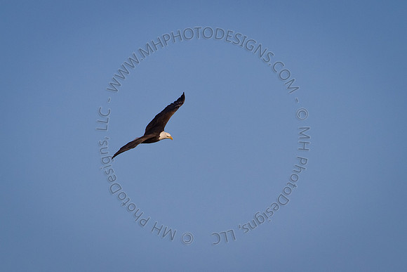 Eagles & Signs of Spring 2011-011