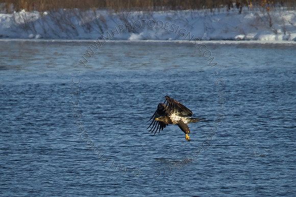 Eagles & Signs of Spring 2011-015