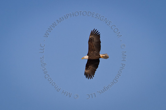 Eagles & Signs of Spring 2011-014