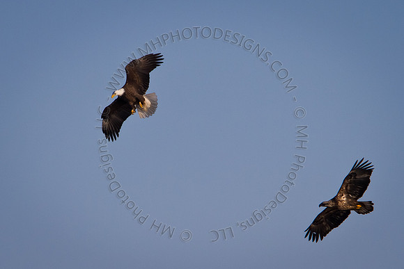 Eagles & Signs of Spring 2011-008