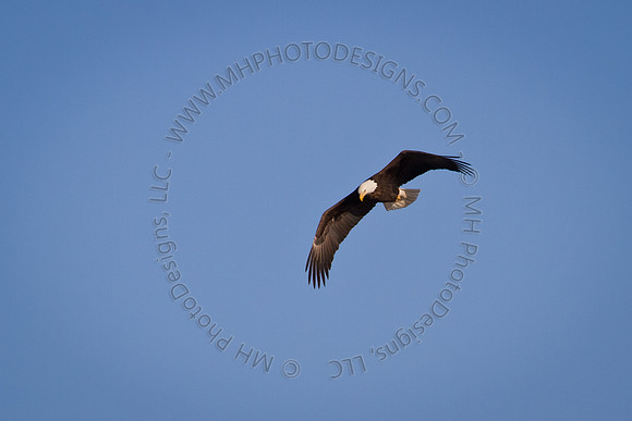 Eagles & Signs of Spring 2011-012