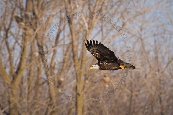 Eagles & Signs of Spring 2011-019