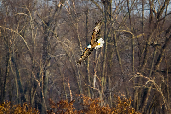 Eagles & Signs of Spring 2011-004