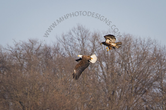 Eagles & Signs of Spring 2011-009