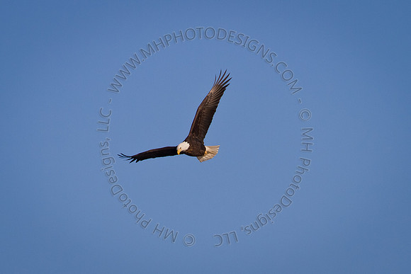 Eagles & Signs of Spring 2011-013