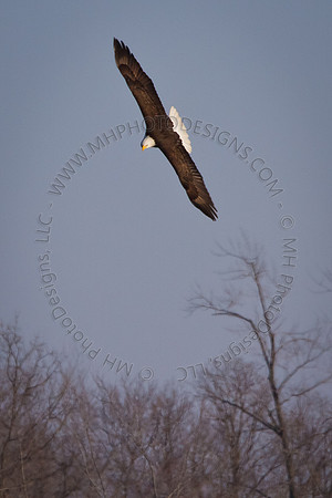 Eagles & Signs of Spring 2011-003