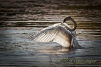 October Projects 2010-007