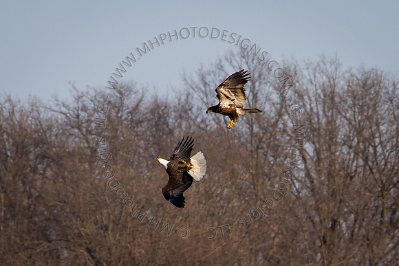 Eagles & Signs of Spring 2011-010