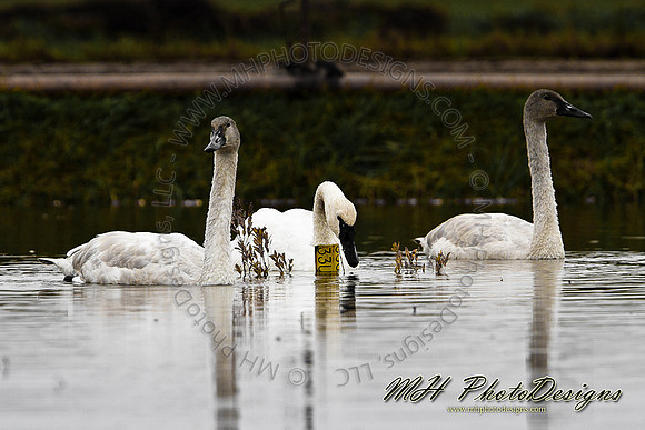 October Projects 2010-075