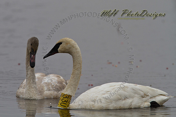 October Projects 2010-061