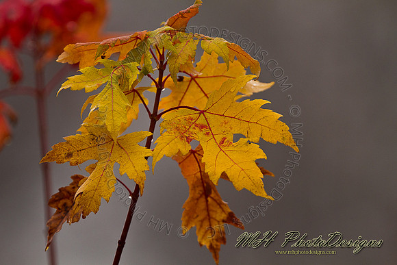 October Projects 2010-066