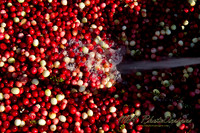October Projects 2010-019