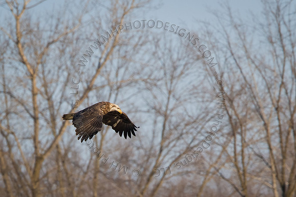 Eagles & Signs of Spring 2011-007