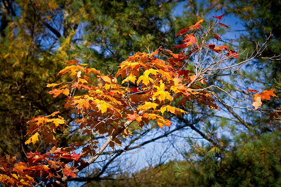 Signs of Fall 2011-017