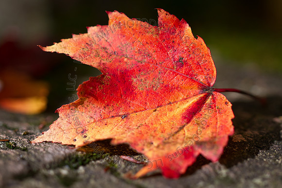 Signs of Fall 2011-006