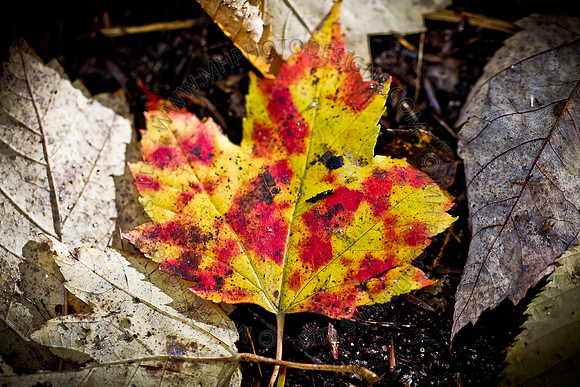 Signs of Fall 2011-015