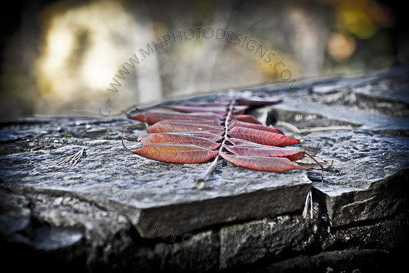Signs of Fall 2011-002