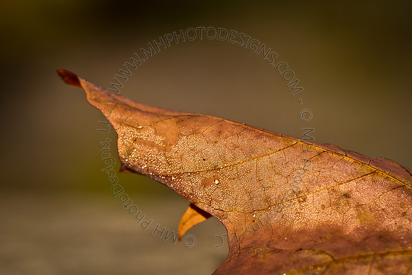 Signs of Fall 2011-003