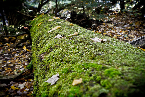 Signs of Fall 2011-009
