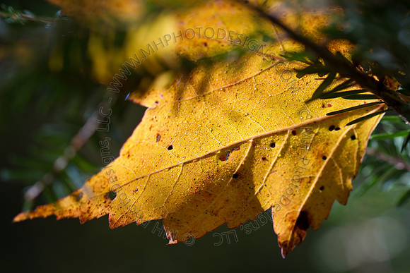 Signs of Fall 2011-013