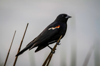 May Projects 2013-017
