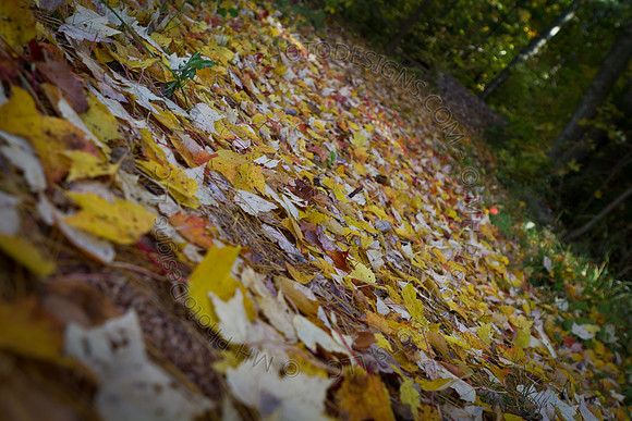 Signs of Fall 2011-001
