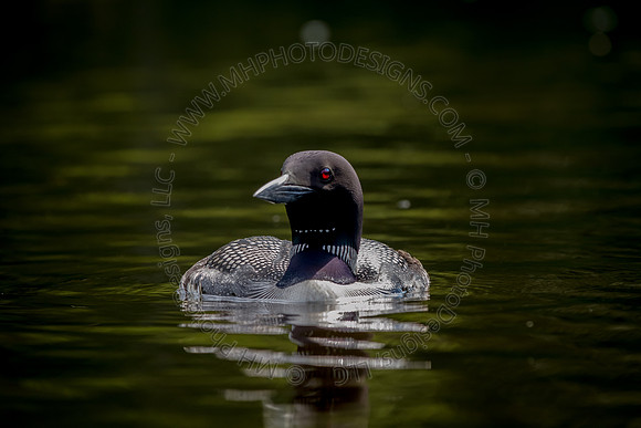 Hayward Wildlife 2012-001