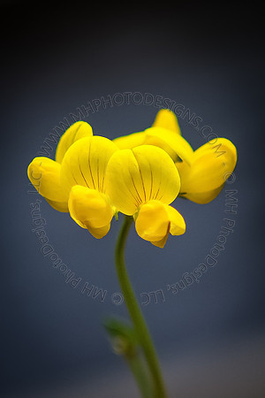 June Projects 2012-006