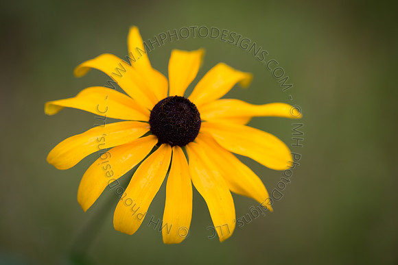 July Projects 2014-004