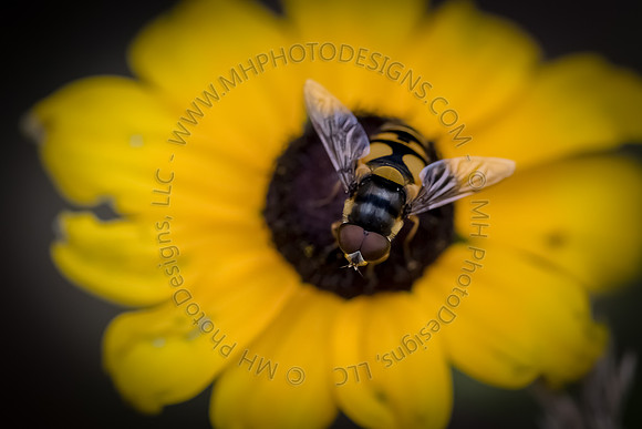 July Projects 2014-006