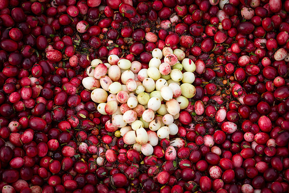 Saratoga Cranberry Harvest 2013-177