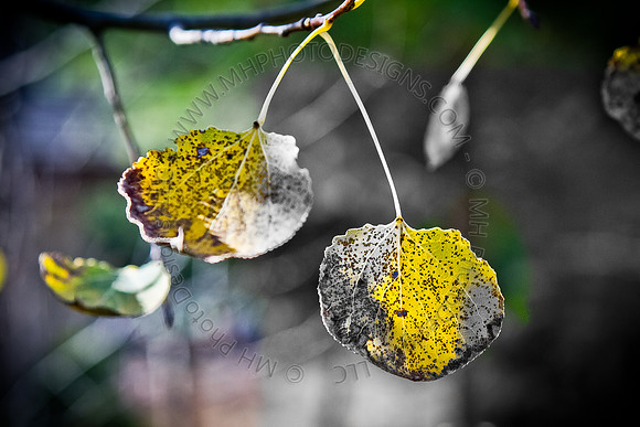 December Projects 2010-005*