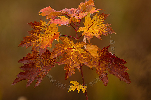 October Projects 2010-068