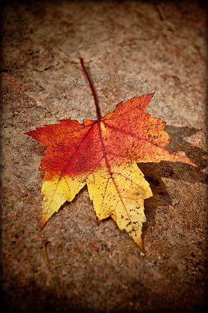 Fall Colors 2009-004*