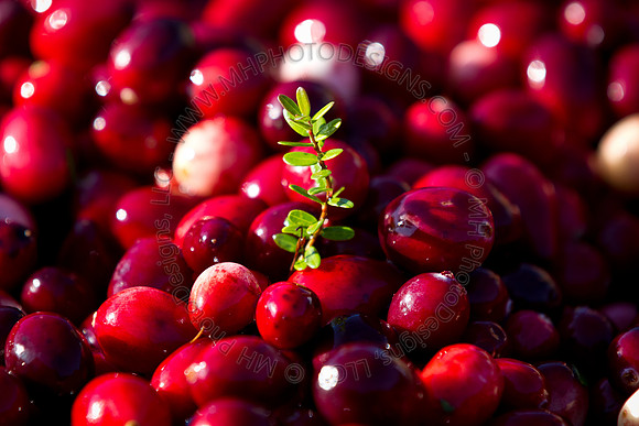 Saratoga Cranberry Harvest 2011-100