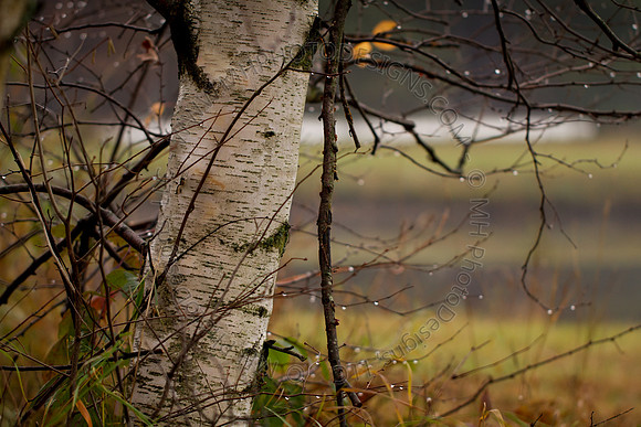 Cranberry Marsh III 2010-167