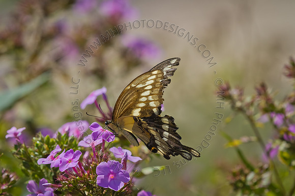 August Projects 2011-022*